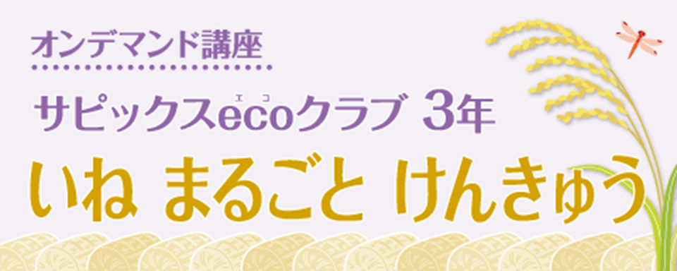 サピックスecoクラブ3年「いねまるごとけんきゅう」