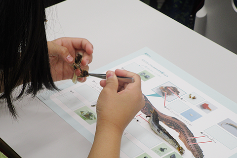 魚（カタクチイワシ）のからだのつくりや仕組みを観察