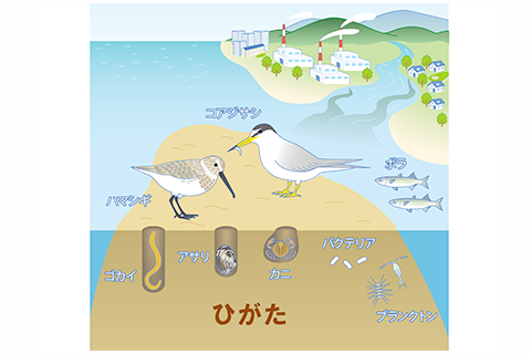 水環境と生き物の関係について学びます