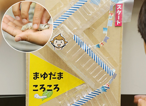 まゆだまころころ