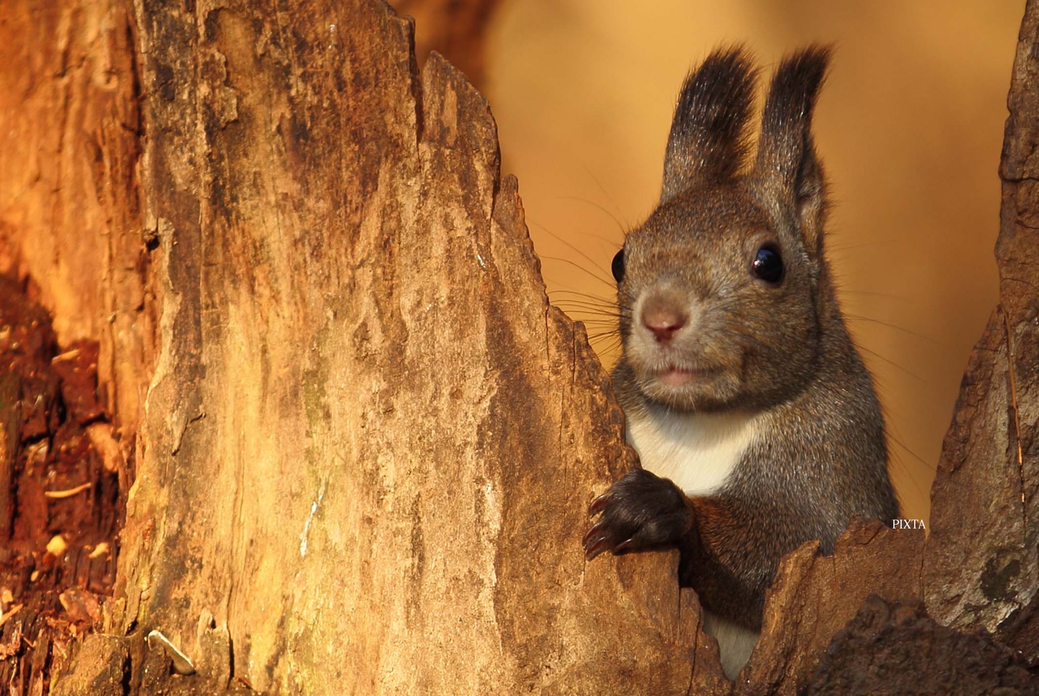 SAPIX小学部 5年生2013 SAPIX 小5 算数 基礎力トレーニング 2013年度版 7〜12月/1月号